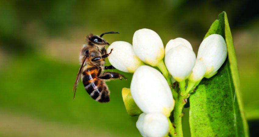 Quinze anos de greening no Brasil