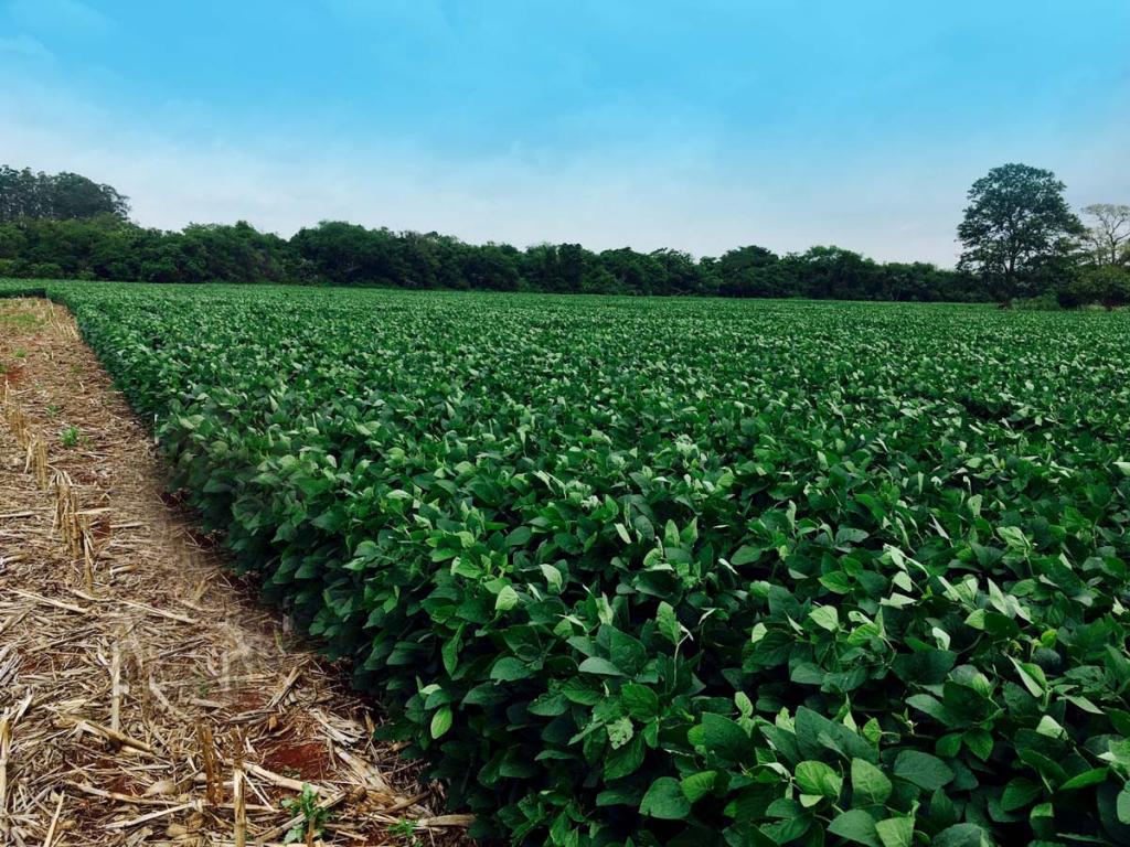 17 estados disputam o título de maior produtividade da soja