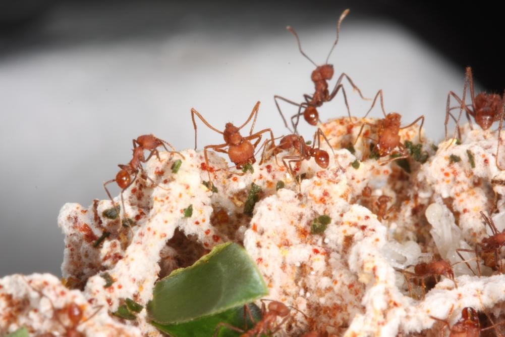 Estudo desvenda mecanismo evolutivo que pode levar ao controle de formigas