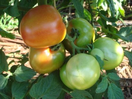 Tomates estão mais baratos e cresce a exportação de frutas