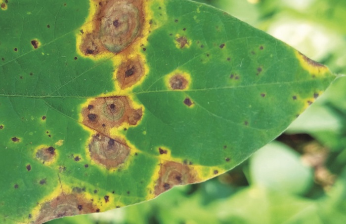 Soybean end-of-cycle diseases: inheritance from crop to crop