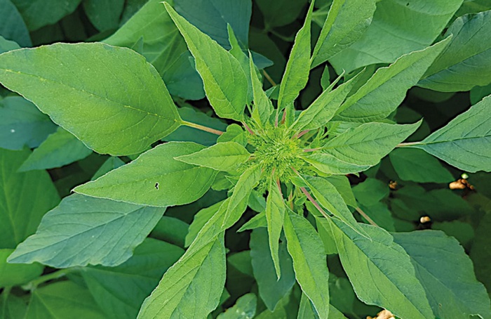 Mutação em Amaranthus hybridus reduz crescimento sem glifosato