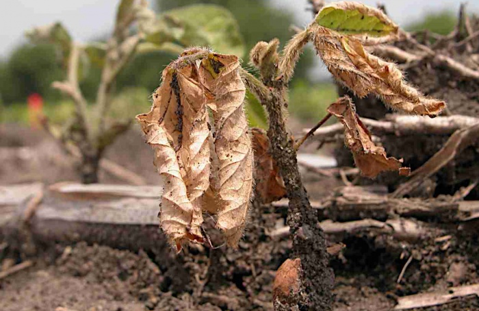 Estudo redefine gene de avirulência de Phytophthora sojae