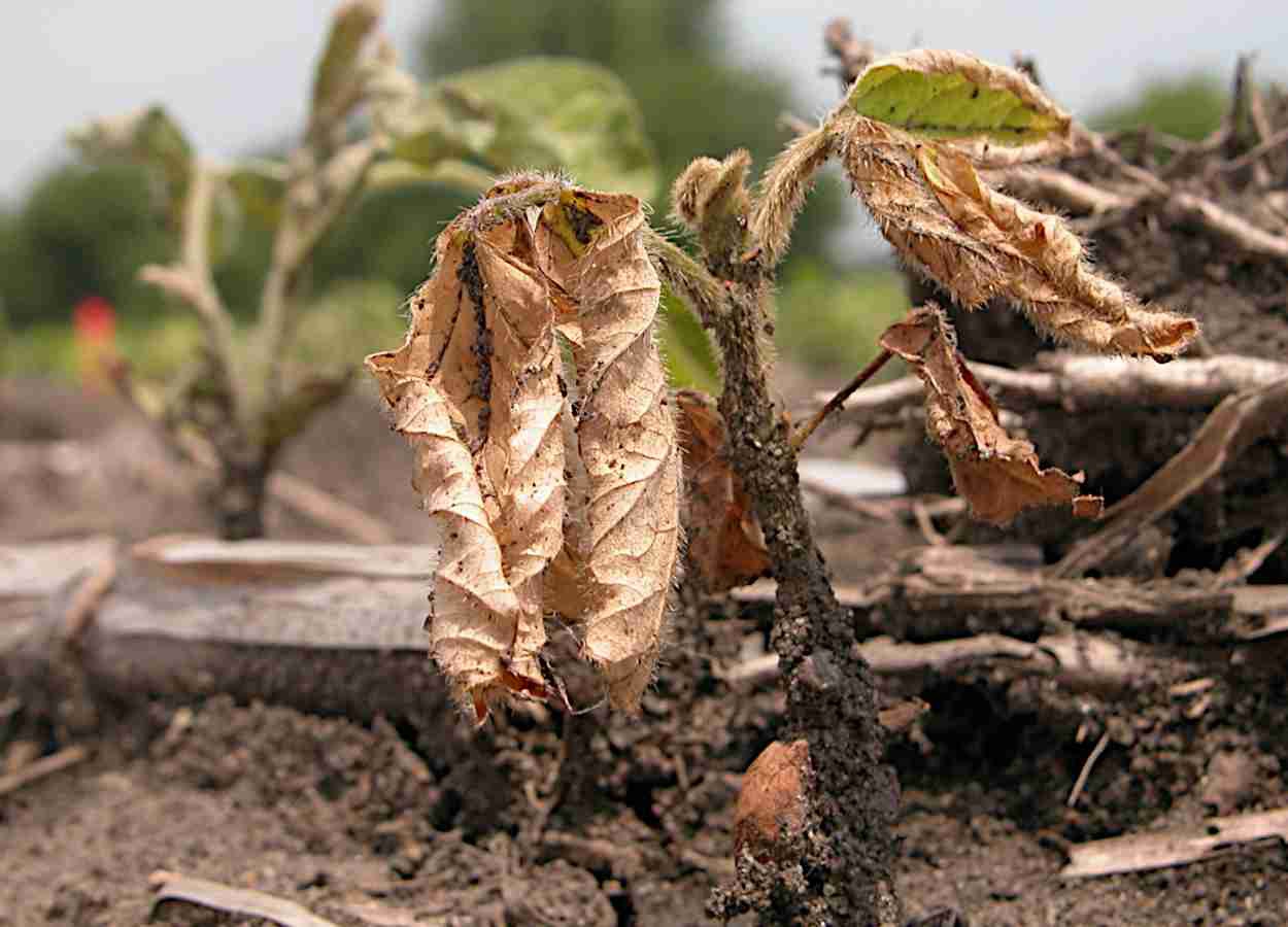 Estudo redefine gene de avirulência de Phytophthora sojae