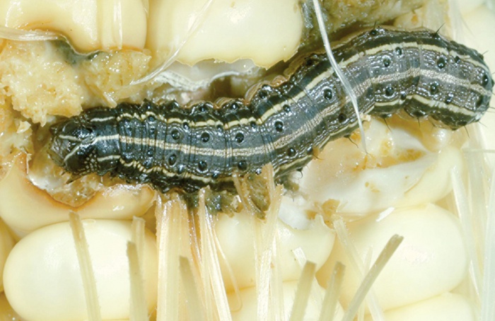 Neem, moringa e bactérias reduzem Spodoptera frugiperda no milho