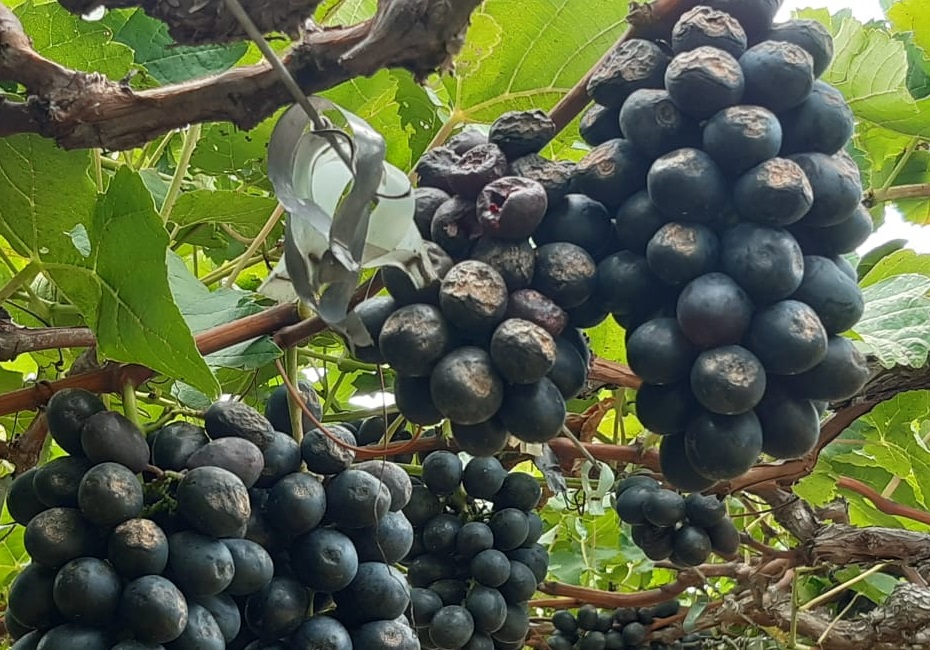 Evento orienta produtores sobre manejo da podridão da uva madura