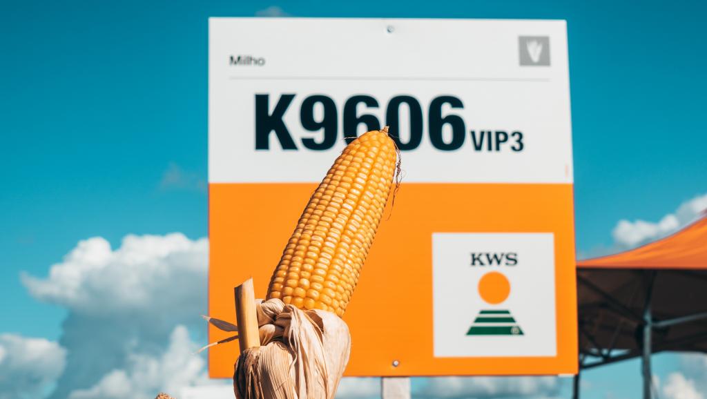 Híbrido de milho da KWS é 1° colocado no Ensaio de milho verão da Coopavel