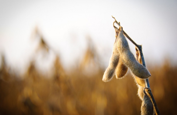 RS Safra 2025/26: estiagem reduz potencial da soja