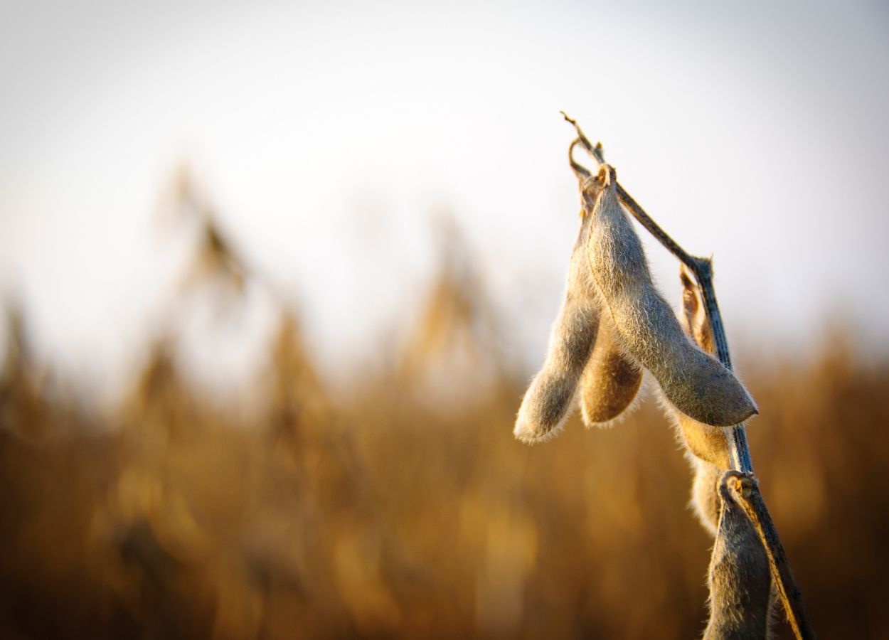 RS Safra 2025/26: estiagem reduz potencial da soja