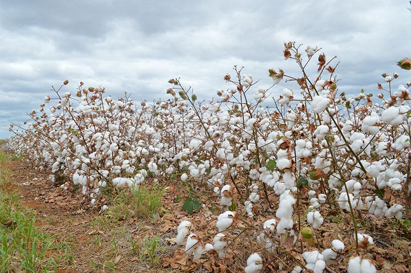 Ceará estabelece vazio sanitário para algodão