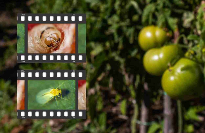 Herbivoria conjunta altera microbioma da rizosfera do tomateiro