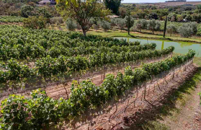 Cerrado brasileiro consolida nova fronteira da vitivinicultura
