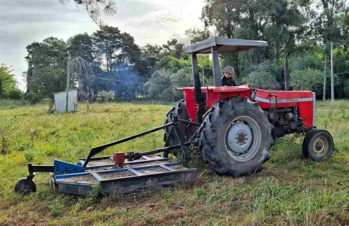 Pesquisadores monitoram abelha invasora na fronteira do RS