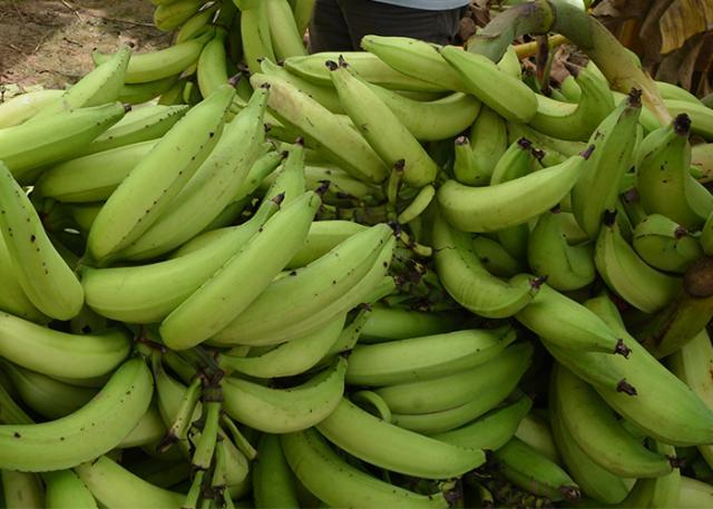 Sistema ajuda a monitorar a doença mais temida da banana