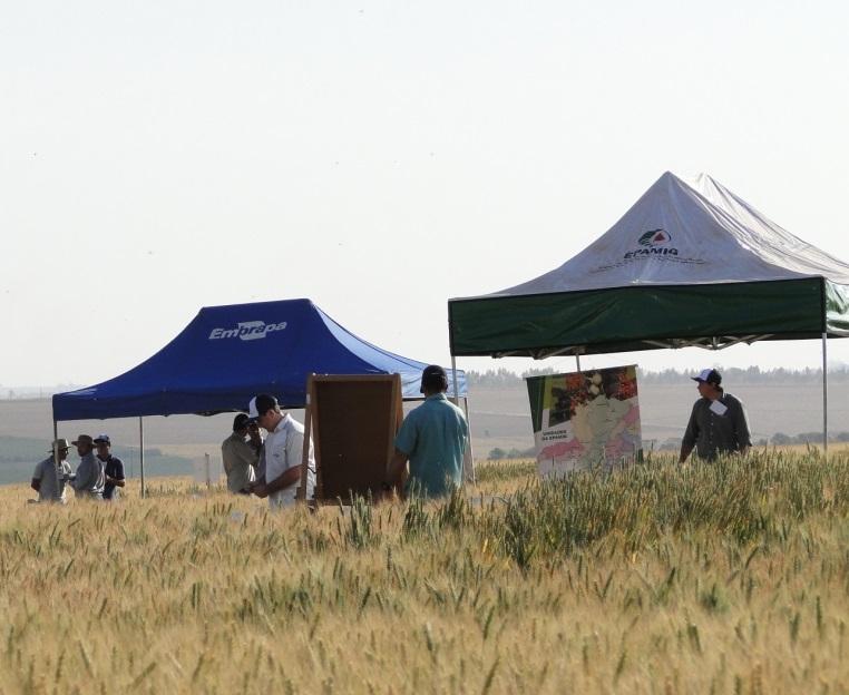 Dia de Campo apresenta o trigo de sequeiro como oportunidade para o cerrado