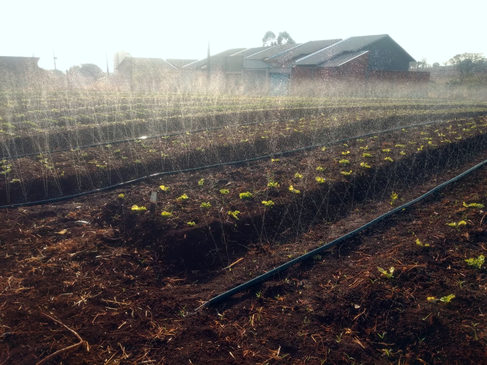 Com irrigação, produtor familiar de Goiás alavanca o cultivo de hortaliças na cidade