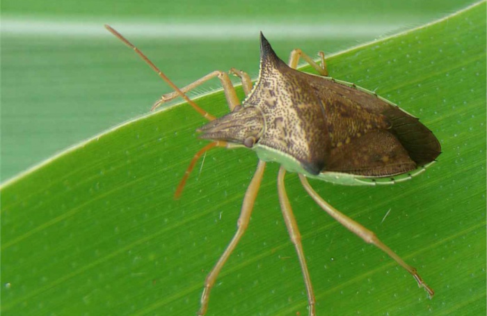 Aquecimento acelera gerações de Diceraeus melacanthus