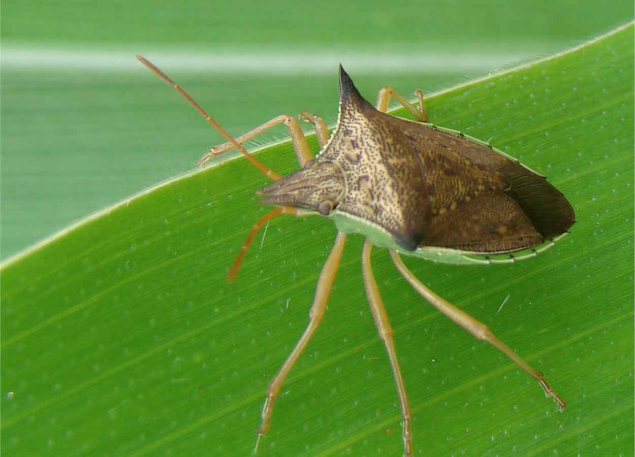 Le réchauffement climatique accélère la reproduction des mouches noires (Diceraeus melacanthus).