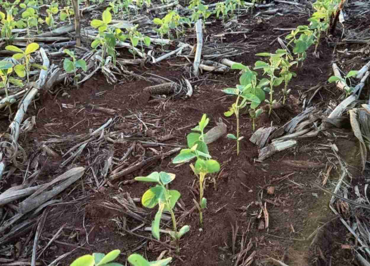 Cerca de 30,9% da área já foi plantada; expectativa é de uma produção de 15,2 milhões de toneladas
