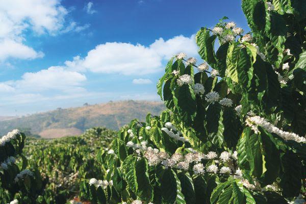 Grupo Vittia anuncia aquisição da Vitória Fertilizantes