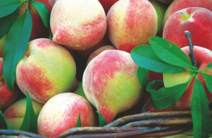 Epagri reúne produtores em Dia de Campo em Videira