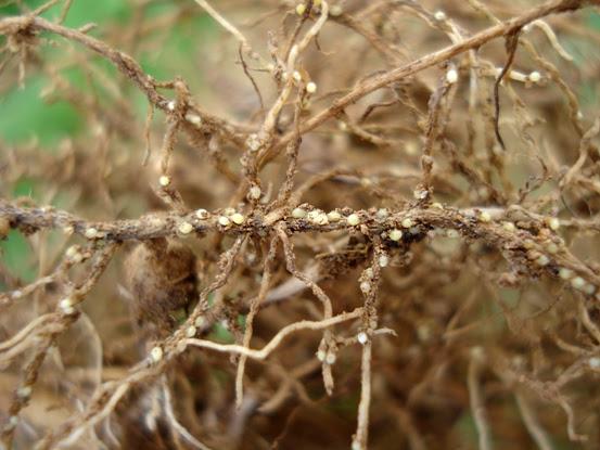 Parceria irá desenvolver soja resistente a nematoides por edição gênica