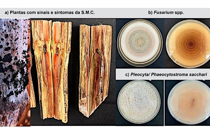 Síndrome da murcha da cana-de-açúcar: um desafio emergente