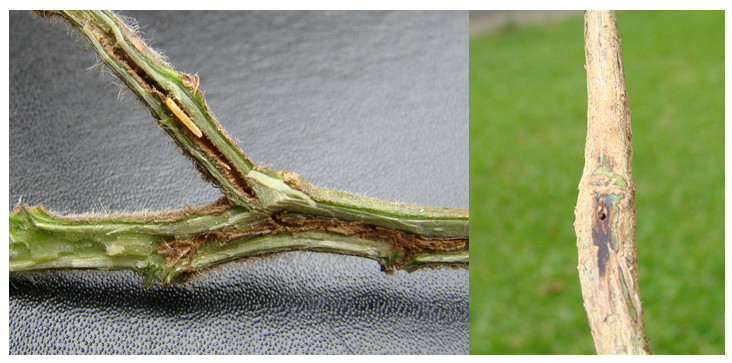 Larva de Melanagromyza em soja (A) e orifício de saída do adulto (B)