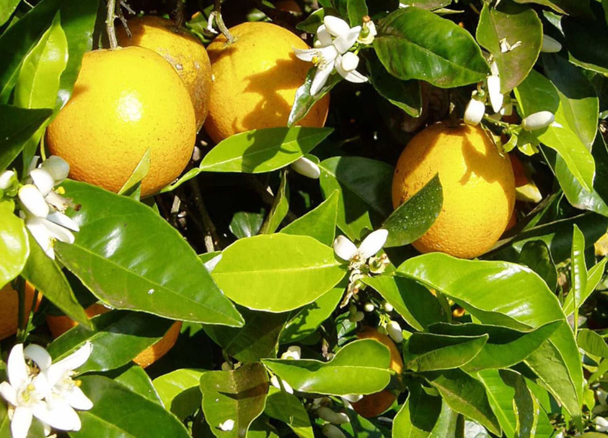 Citrus Belt expands in Brazil due to Huanglongbing
