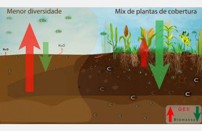 Culturas de cobertura elevam produtividade da soja