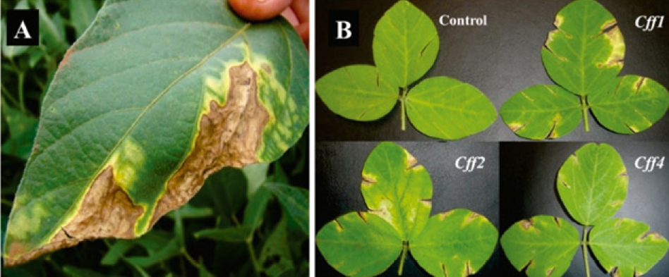 Sintomas foliares em soja e feijão: (A) infecção natural; (B) folhas inoculadas com Cff