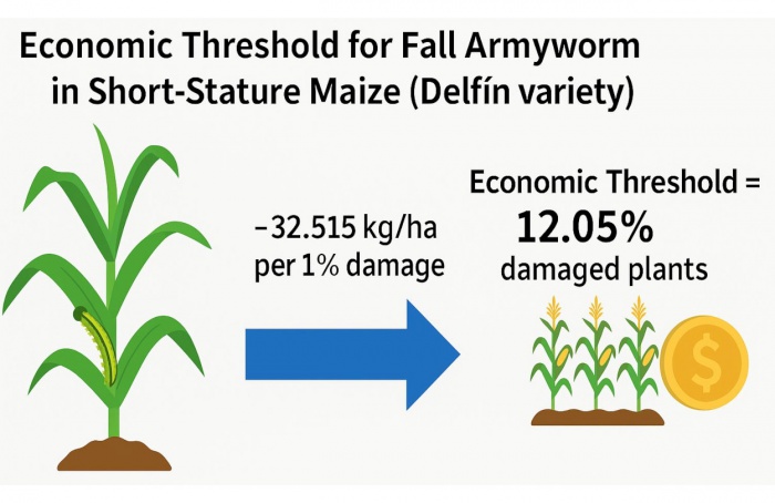 Milho de baixa estatura exige novo limite para controle da lagarta-do-cartucho