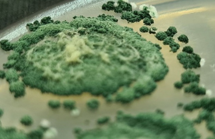 Consórcio com a Holanda pode impulsionar bioinsumos no Brasil