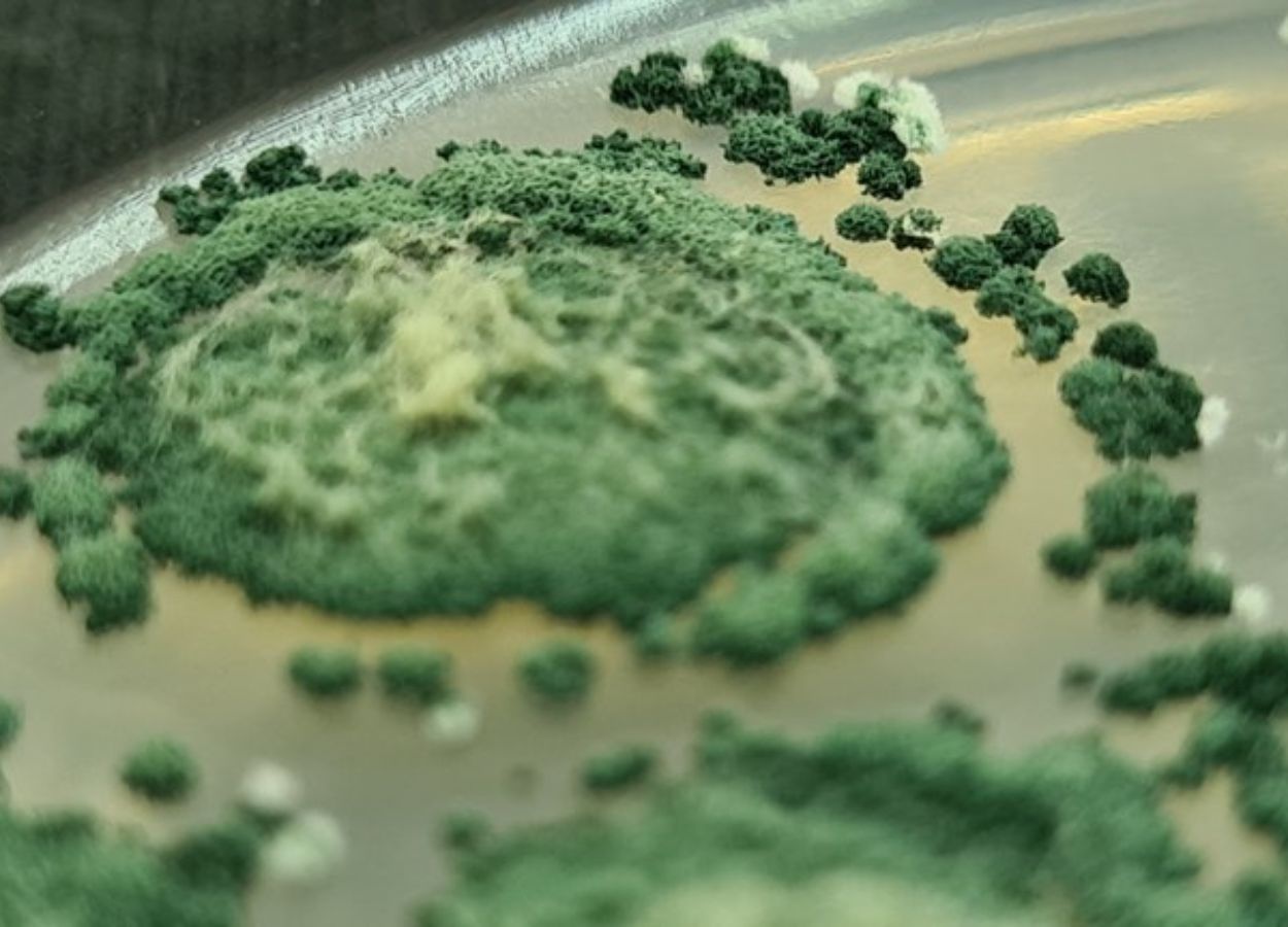 Consórcio com a Holanda pode impulsionar bioinsumos no Brasil