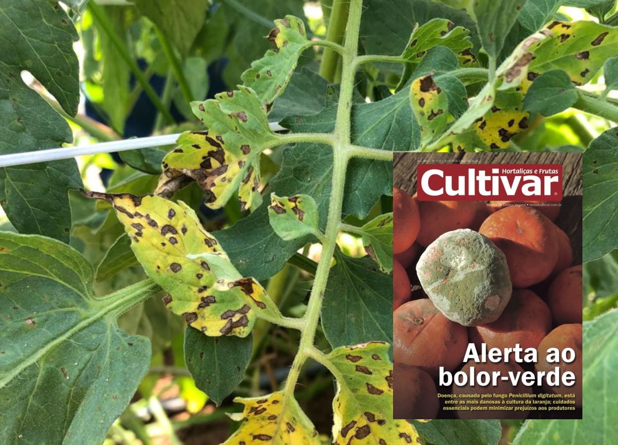 Mancha-bacteriana do tomateiro