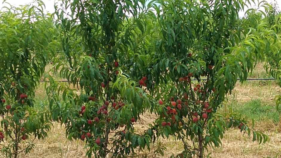 &nbsp;Foto 1:&nbsp;Escolha do sistema de condução pode ser estratégica para os produtores da fruta&nbsp;(Créditos: Acervo pessoal/Jean do Prado)&nbsp;&nbsp;