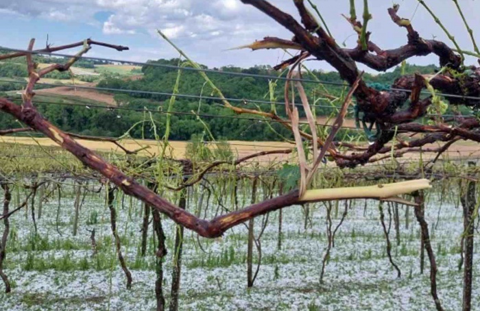 Granizo causa danos em pomares e vinhedos no RS