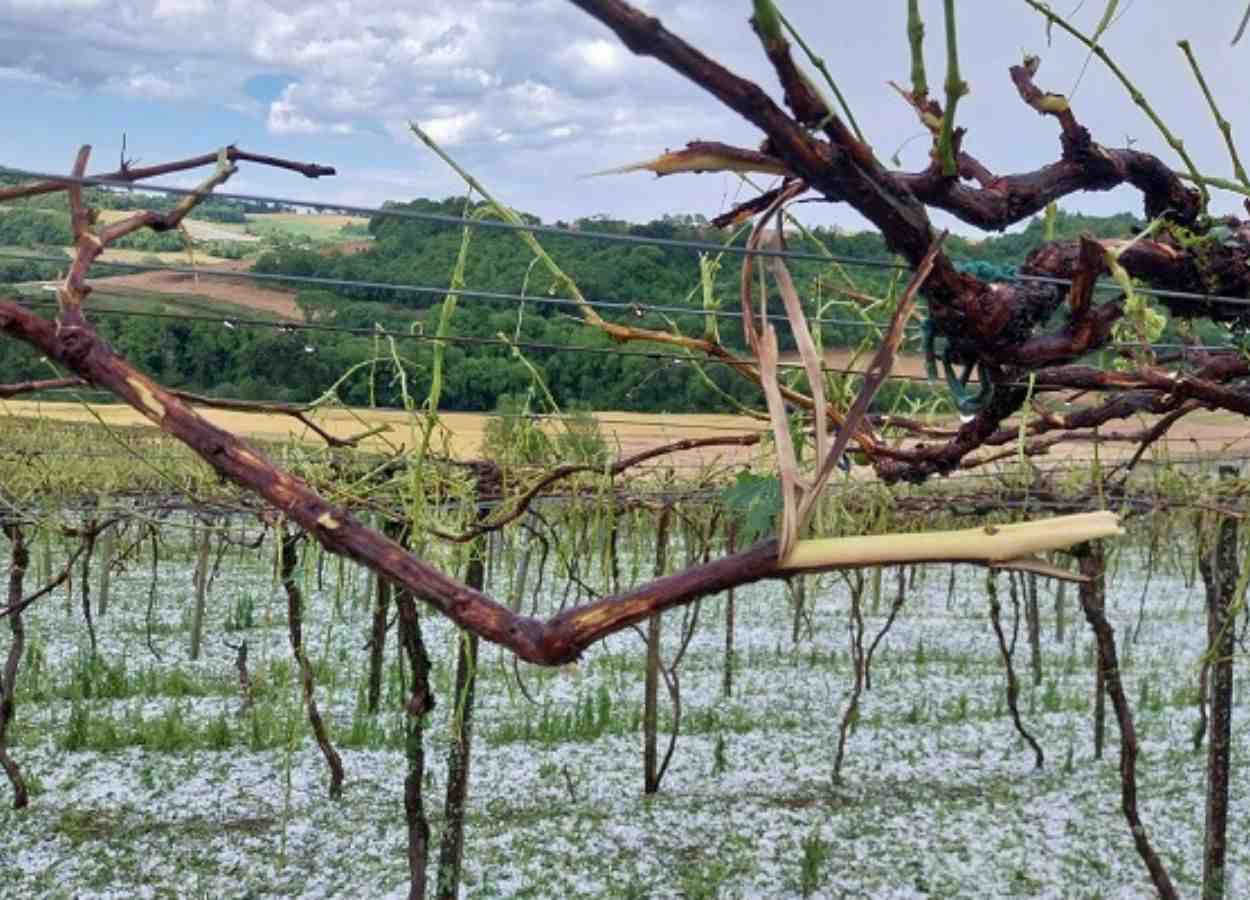 El granizo causa daños en huertos y viñedos de Rio Grande do Sul.