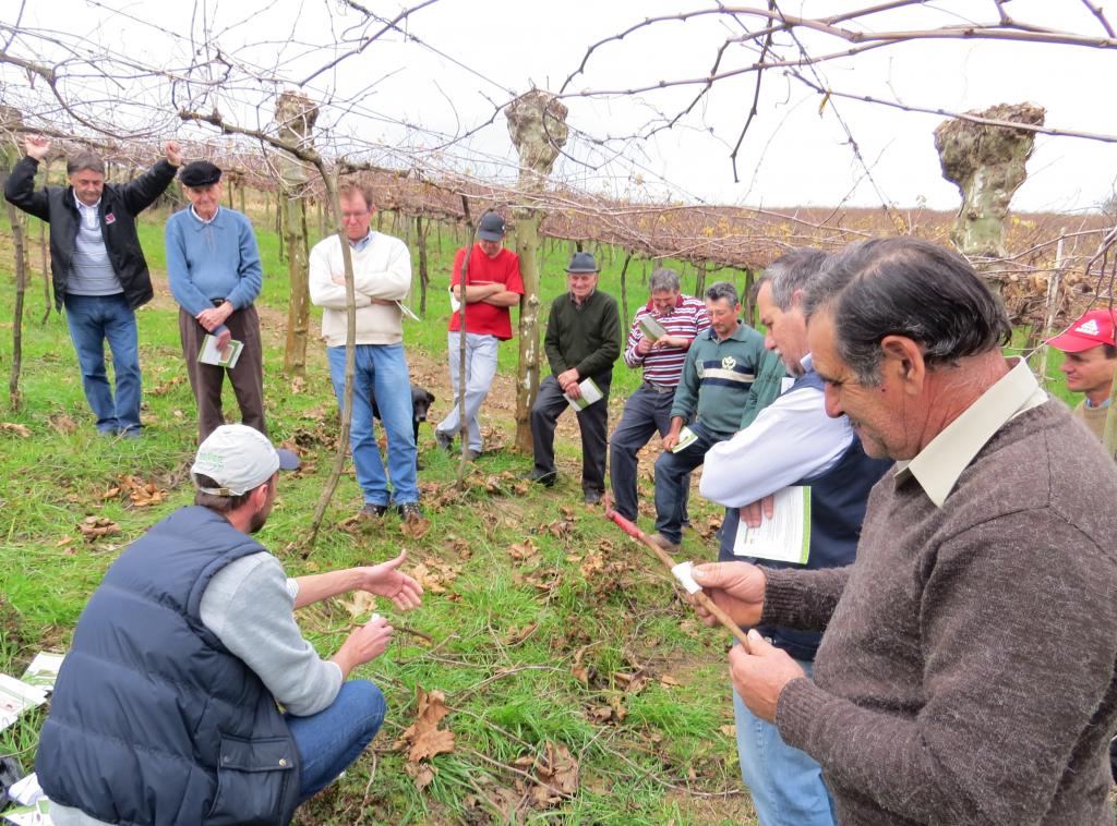 ​Dia de Campo aborda desde solo até poda e tratamento das videiras