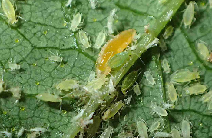 Liberação sequencial amplia controle do pulgão-verde