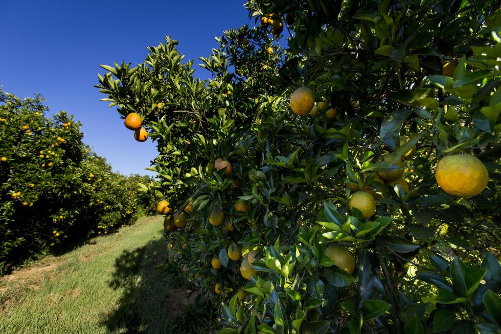 Menor oferta de citros sustenta preços