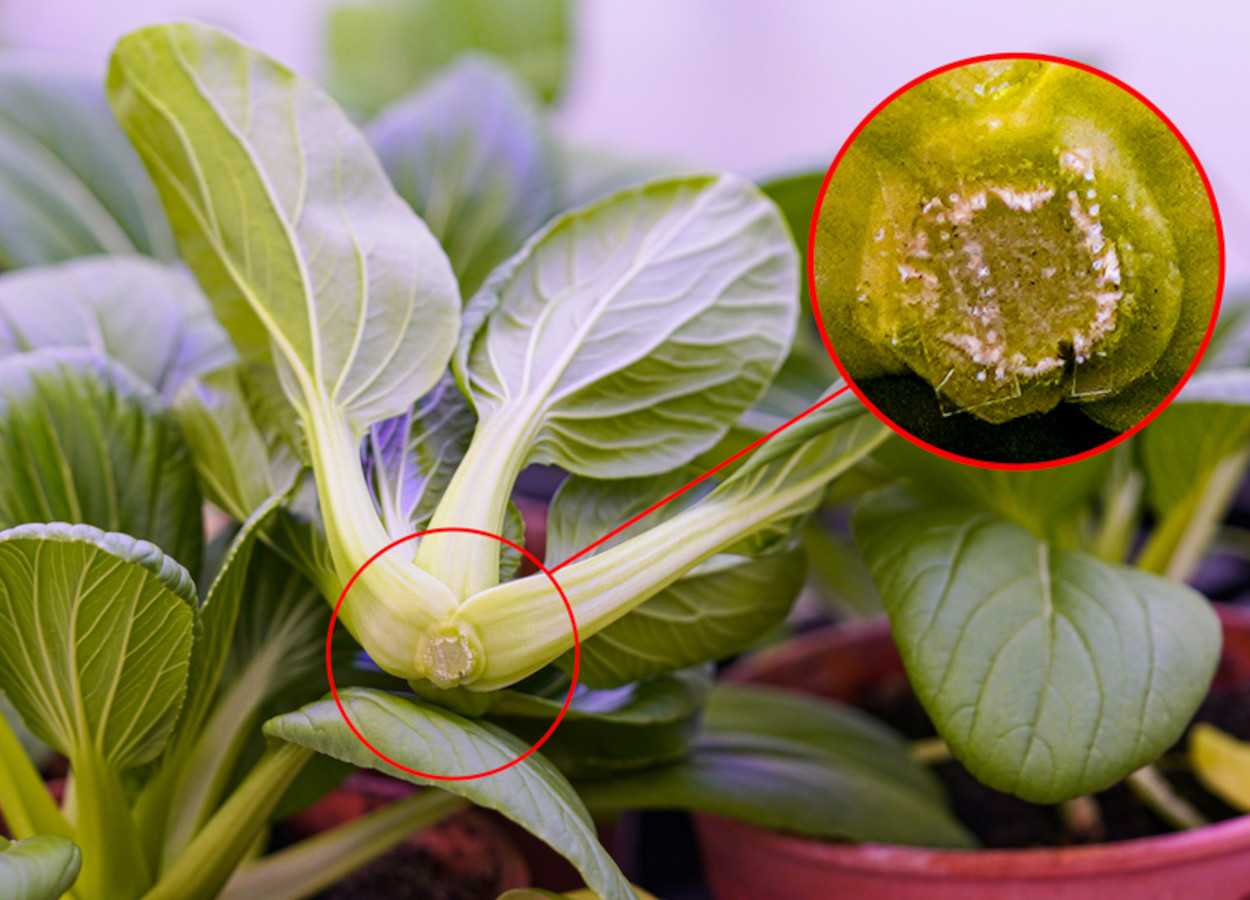 Pesquisadores aplicaram manualmente pequenas áreas das microagulhas preenchidas com melatonina na base das plantas de pak choi; área pode ser vista na imagem - Foto: Yangyang Han / MIT News