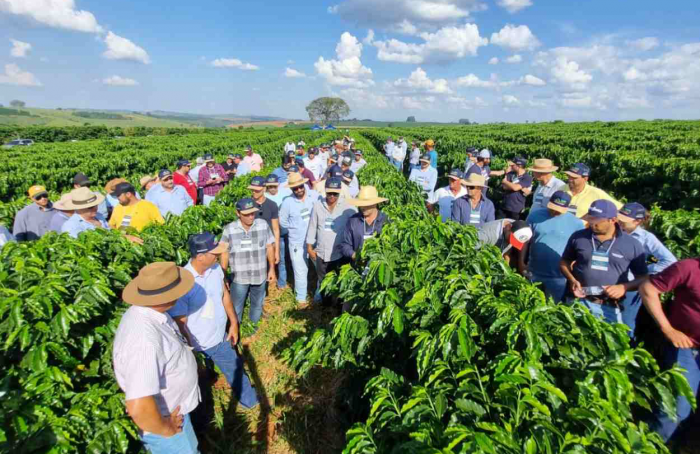 Epamig e Embrapa apresentam novas cultivares de café em Minas Gerais