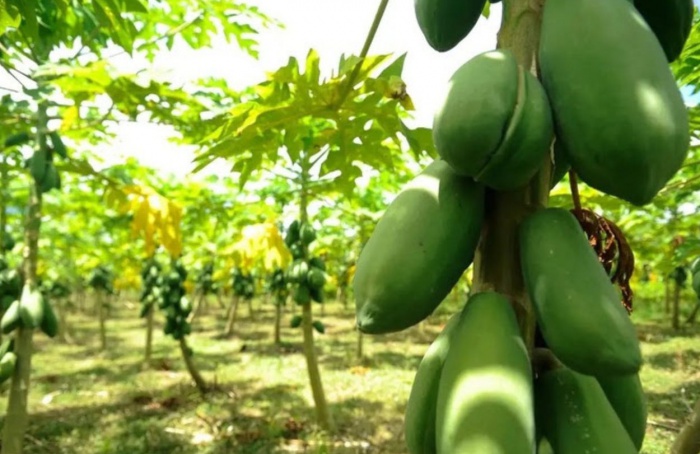 Exportação de frutas registra melhor outubro em dez anos