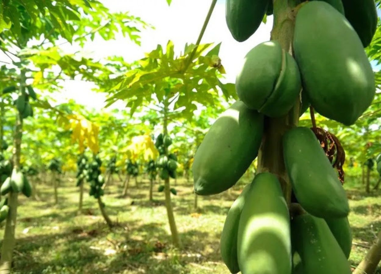 Exportação de frutas registra melhor outubro em dez anos