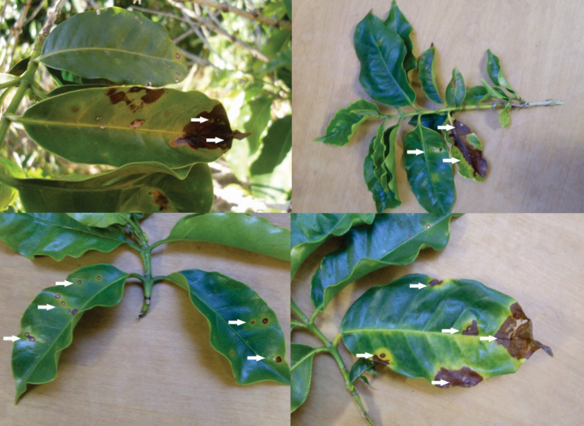 Figura 2. Sintomas da cercosporiose em folhas de café. Local: área experimental da UFLA, Lavras – MG.