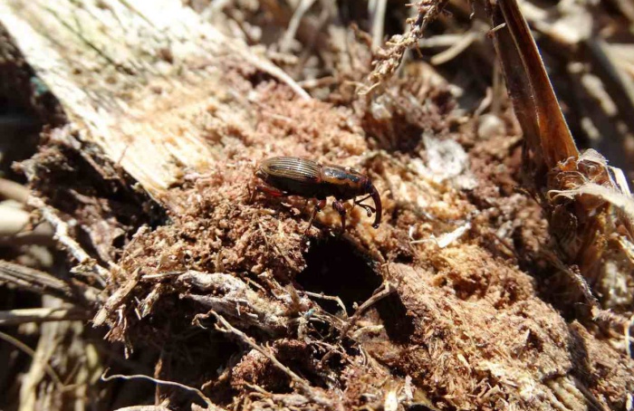 Complexo de pragas ameaça produtividade da cana-de-açúcar