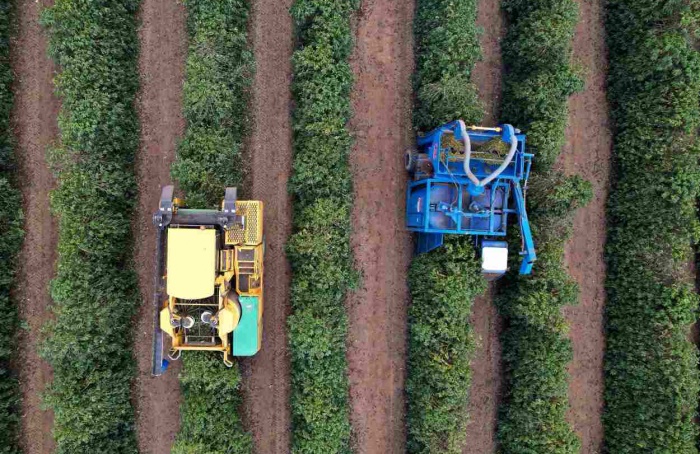 Colheita de café arábica chega a 27% na área da Expocacer