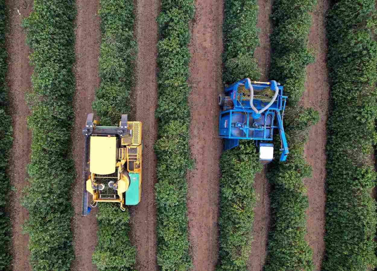 Colheita de café arábica chega a 27% na área da Expocacer