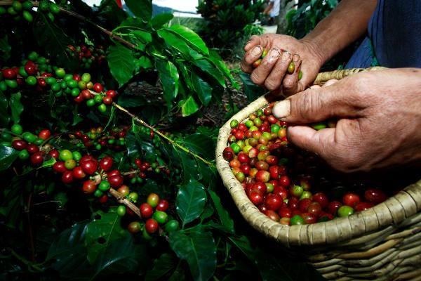 Cafeicultores de MG terão crédito recorde para financiar produção da safra 2020/2021